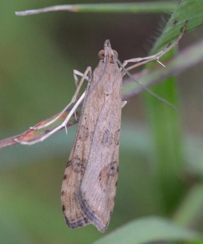 Nomophila noctuella